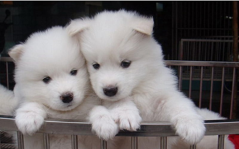 sweet samoyed puppies