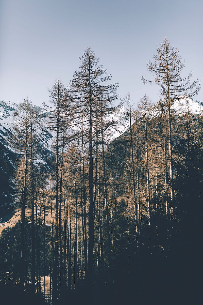 pines, trees, mountains, HD phone wallpaper