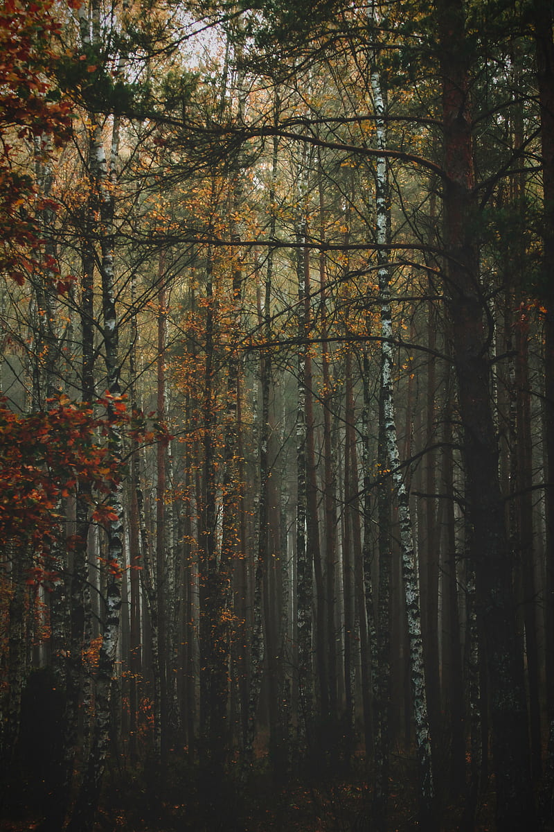 forest, fog, autumn, trees, trunks, bark, HD phone wallpaper