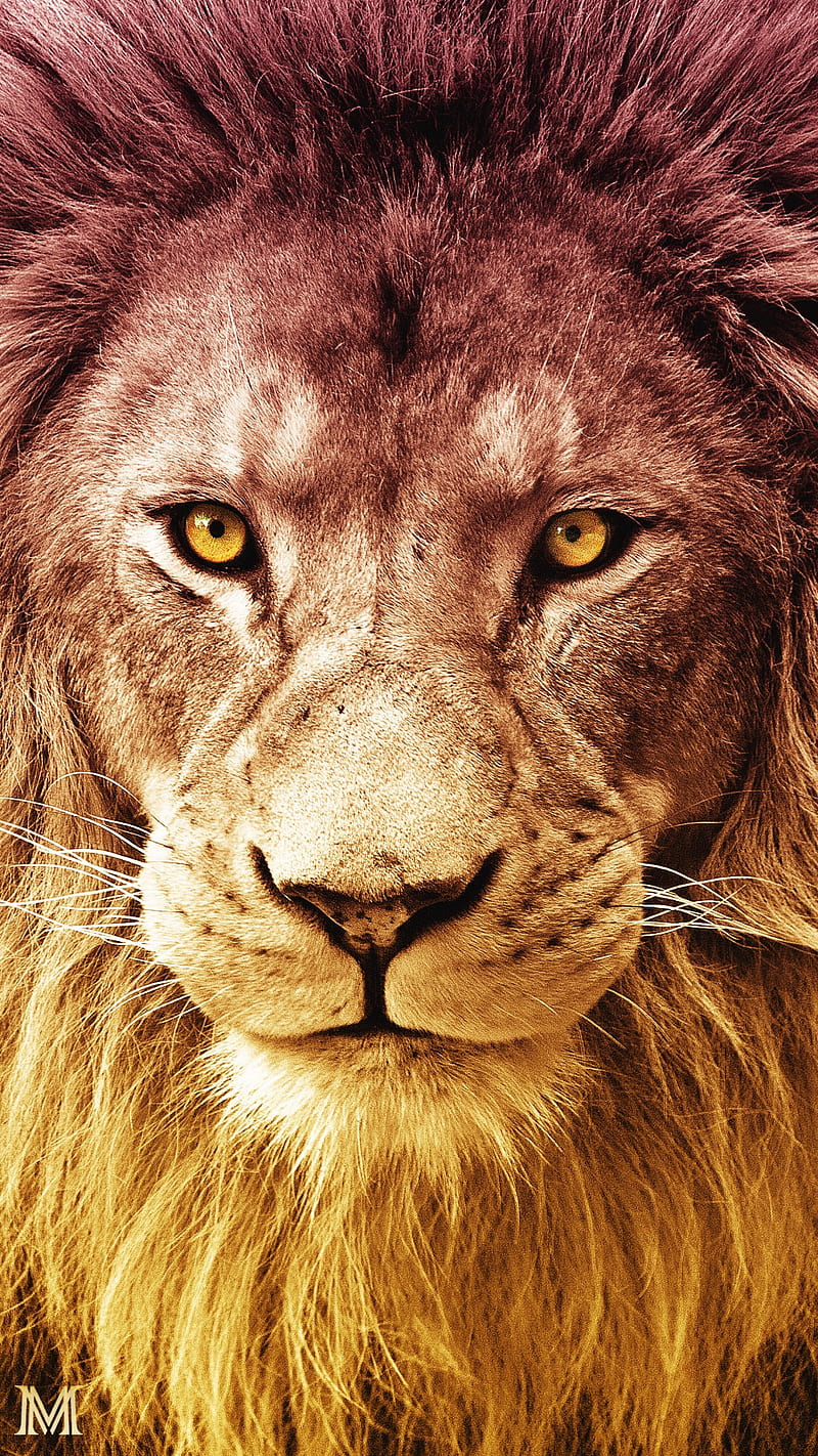 BE a KIng, lion, HD phone wallpaper