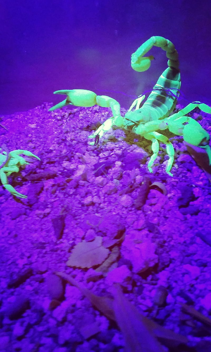 Scorpion, blacklight, green, purple, HD phone wallpaper