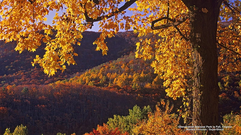 Shenandoah National Park in Fall, Fall, Forests, National Parks, Autumn, Nature, HD wallpaper