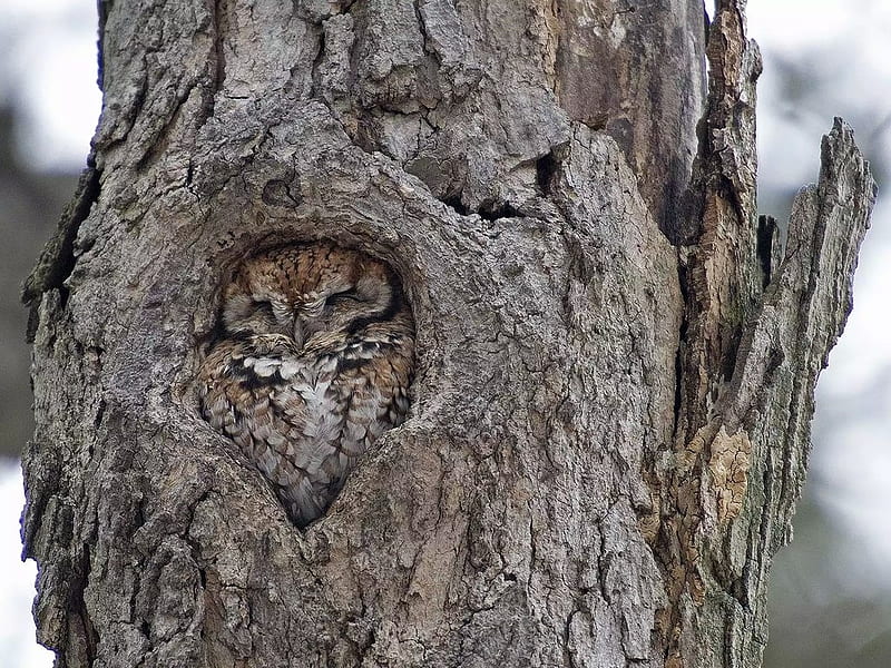 Cosy Cute Owl, owl, camouflage, tree, cozy, HD wallpaper
