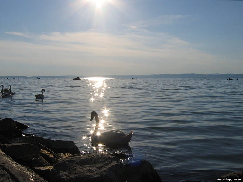 Swans is sunshine (Lake Balaton), Swan, Lake, Nature, Sunshine, HD wallpaper