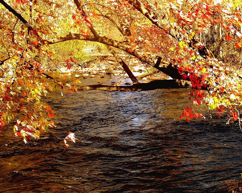 Autumn Stream Stream Fall Leaves Autumn Nature Hd Wallpaper Peakpx