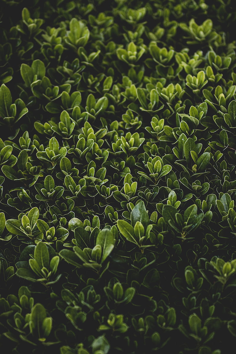 grass, leaves, bush, focus, HD phone wallpaper