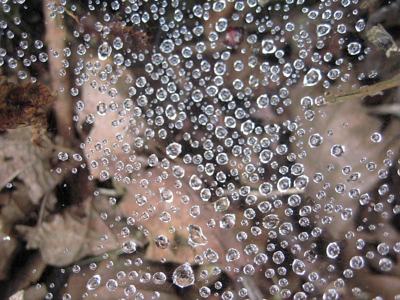 The water droplets on the spider web2, findik, spider, droplet, giresun, HD wallpaper