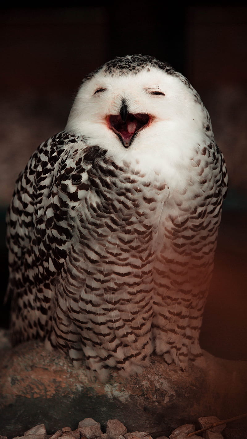 Owl Laugh , funny, emotions, bird, snowy owl, wild, HD phone wallpaper