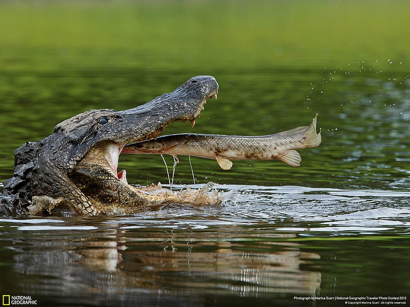 American Alligator-National Geographic, HD wallpaper