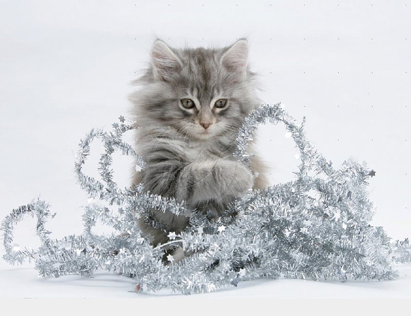 Christmas kitty with a tinsel, Christmas, kitty, tinsel, cats, animals, HD wallpaper