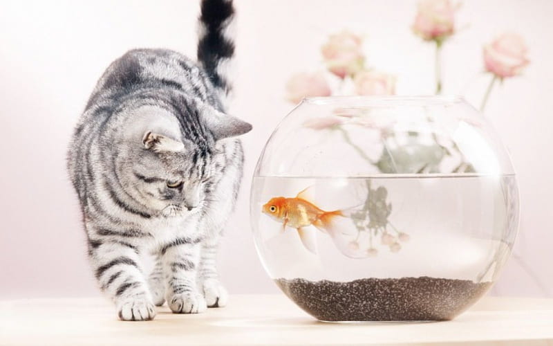 Cat and Goldfish, fish, rose, soft, roses, cat, goldfish, cute, glass,  water, HD wallpaper | Peakpx