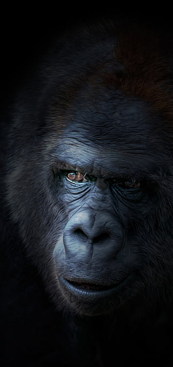 Close-up of a gorilla wearing sunglasses and a massive gol… | Flickr