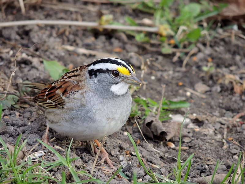 White Throated Sparrow, Sparrow, Spring, graphy, Bird, HD wallpaper