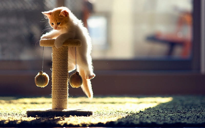 I Can Catch It, cute, kittens, playful, cats, animals, HD wallpaper