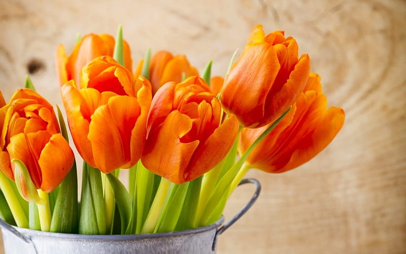 Beautiful orange tulips, pretty, lovely, bouquet, orange, flowers, bonito, spring, tulips, HD wallpaper