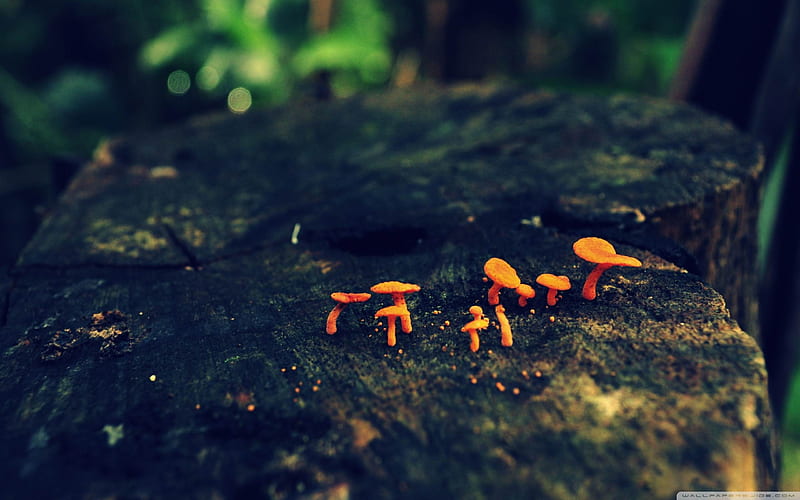 tiny mushrooms-plants graphy, HD wallpaper