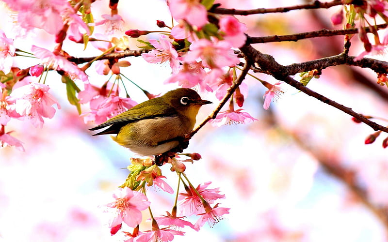 SPRING BIRDIE, brancg, bird, blossoms, spring, sparrow, HD wallpaper