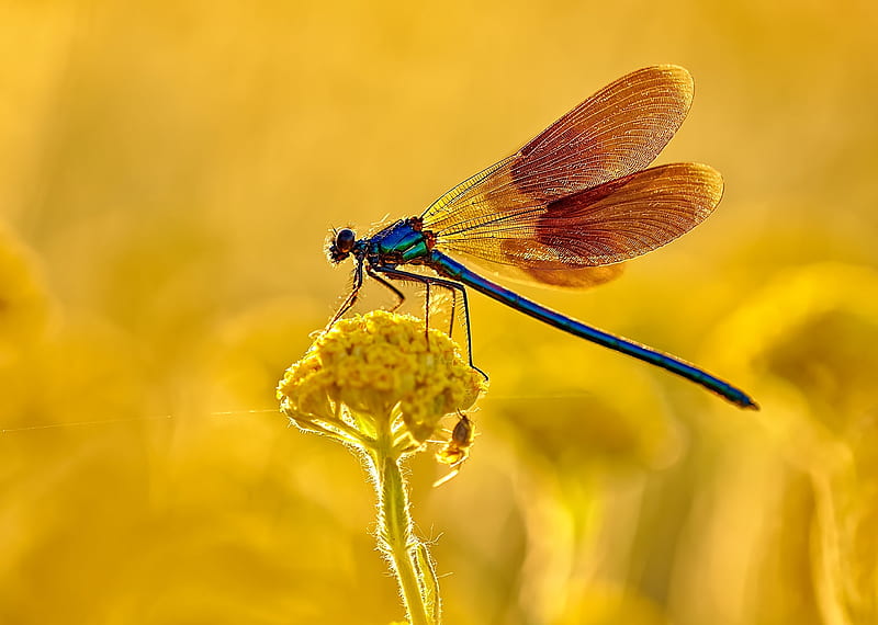 Dragonfly, wings, orange, macro, flower, yellow, insect, libelula, vara, summer, HD wallpaper