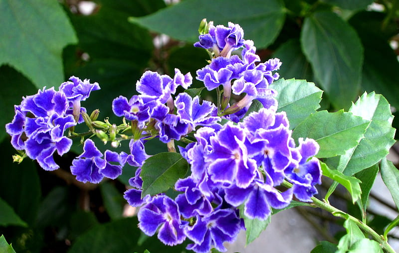 Duranta repens cv, violet blue, pretty, poisonous fruits, graceful flower, HD wallpaper