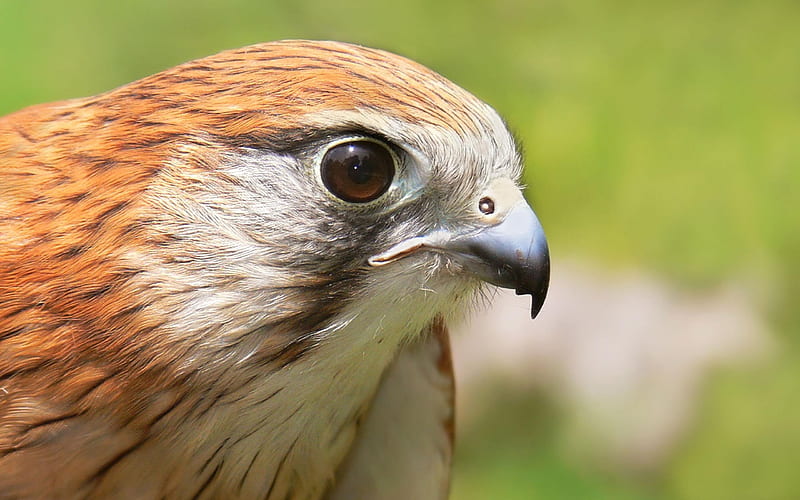 Australian Kestrel Falcon-Animal, HD wallpaper