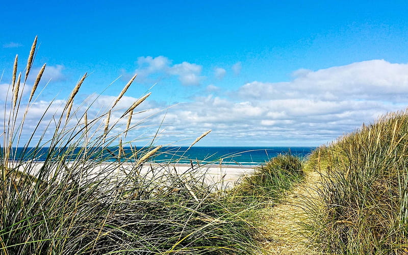 Beach in Denmark, Denmark, dunes, beach, plants, North Sea, sky, HD wallpaper