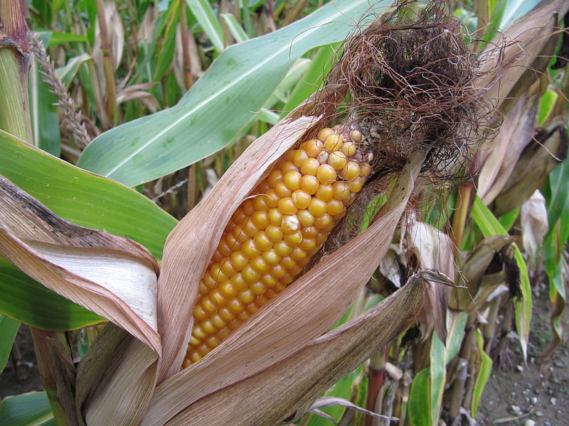 Harvest is ready, corn, green, plant, yellow, field, HD wallpaper