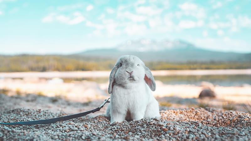 White Bunny Rabbit On Stones Rabbit, HD wallpaper