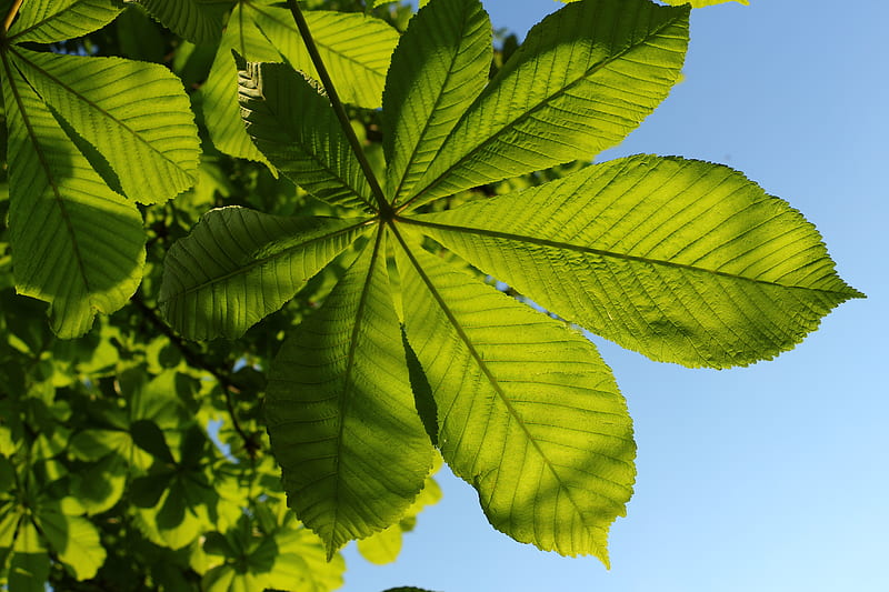 chestnut, leaves, tree, macro, HD wallpaper