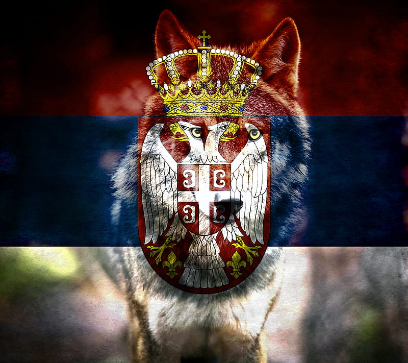 Serbiawolf, serbia, wolf, HD wallpaper