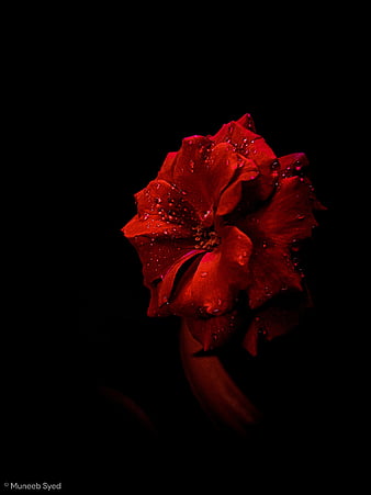 Amoled Red, black, flowers, roses, syedmuneeb29, HD phone wallpaper