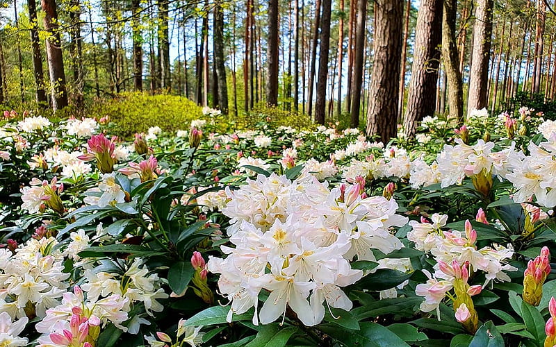 Rhododendrons in Latvia, flowers, Latvia, nature, rhododendrons, HD wallpaper