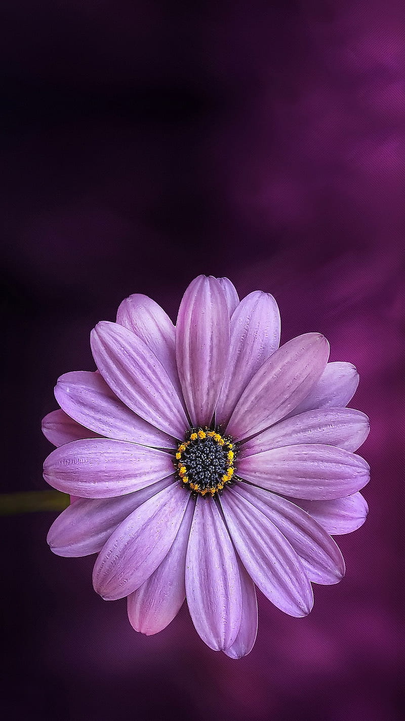 Purple Daisy, awesome, beauteous, colors, landscape, nature, HD phone wallpaper