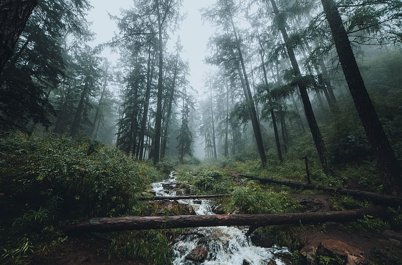 forest, stream, fog, trees, landscape, HD wallpaper