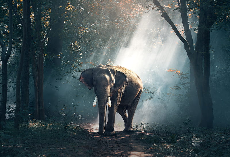Elephant, elephant, animals, forest, HD wallpaper
