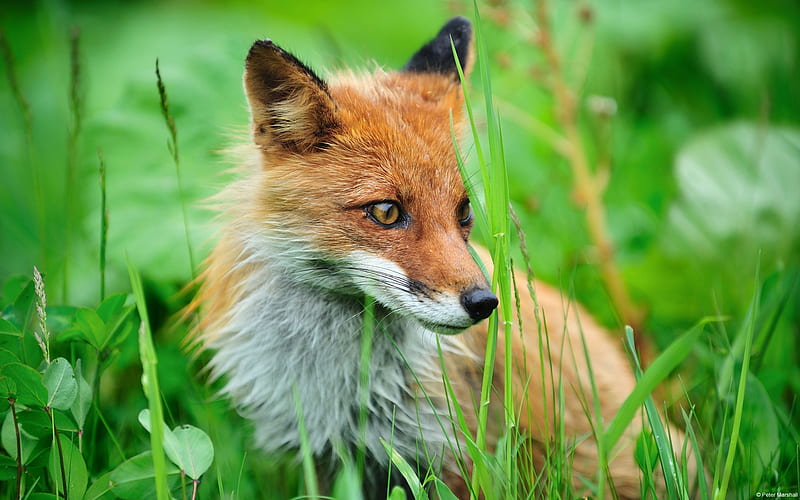 fox grass-Animal World, HD wallpaper