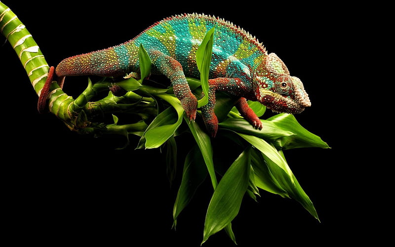 Young Cameleon, colorful, camouflage, chameleon, reptile, HD wallpaper