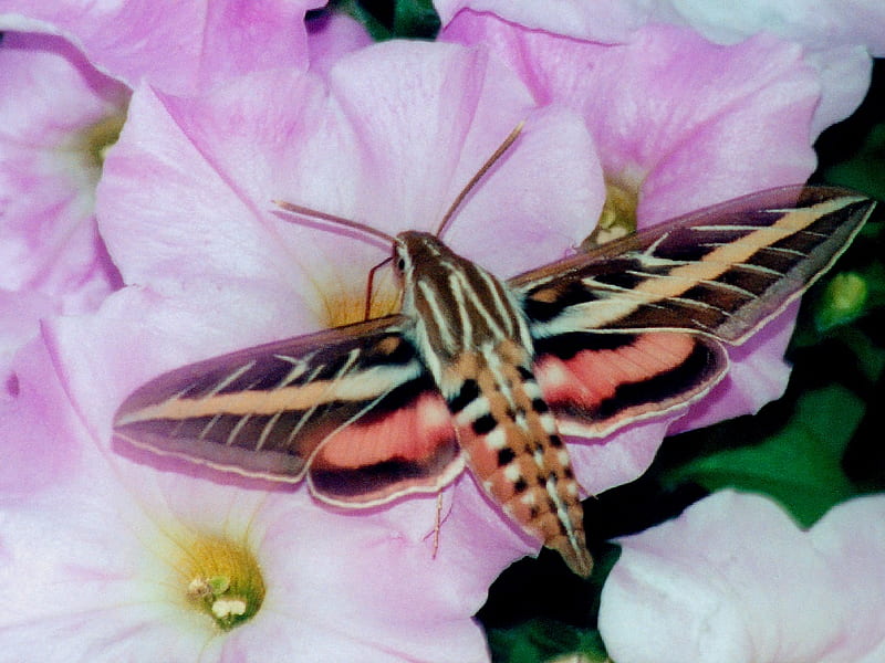 White Line Sphinx Moth, colorful, pretty, insect, sphinx moth, HD wallpaper