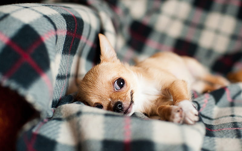 Chihuahua Dog sofa, dogs, brown chihuahua, cute animals, pets, Chihuahua, HD wallpaper