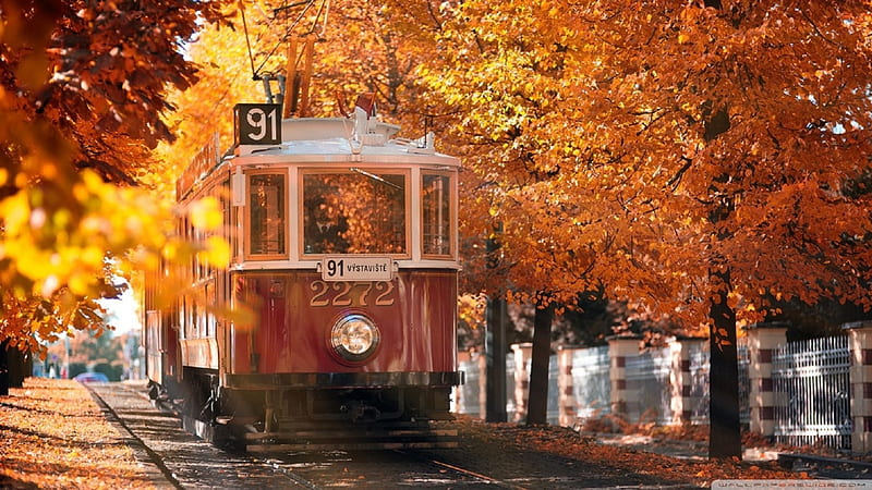 Autumn in Prague, tram, autumn, gold, prague, orange, yellow, season, HD wallpaper