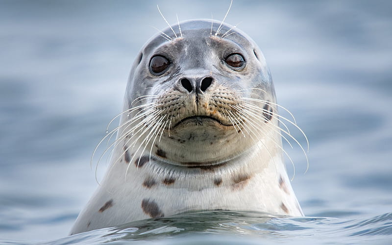 seal, sea, North, water, funny animals, marine inhabitants, HD wallpaper