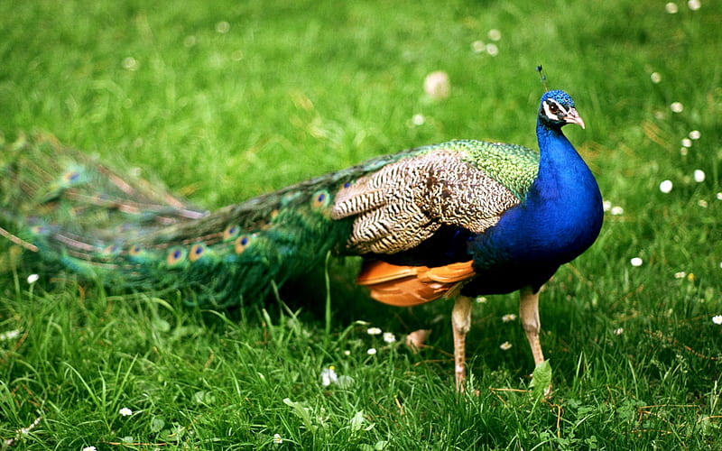 INDIAN BLUE PEACOCK, male, indian, peacock, handsome, blue, HD wallpaper