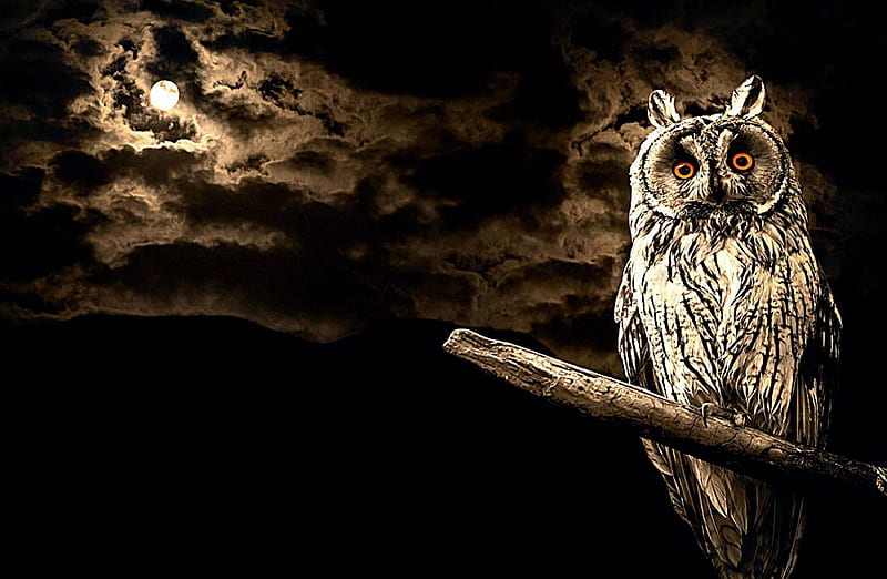 Scary Night, owl, halloween, moonshine, clouds, sky, artwork, HD wallpaper