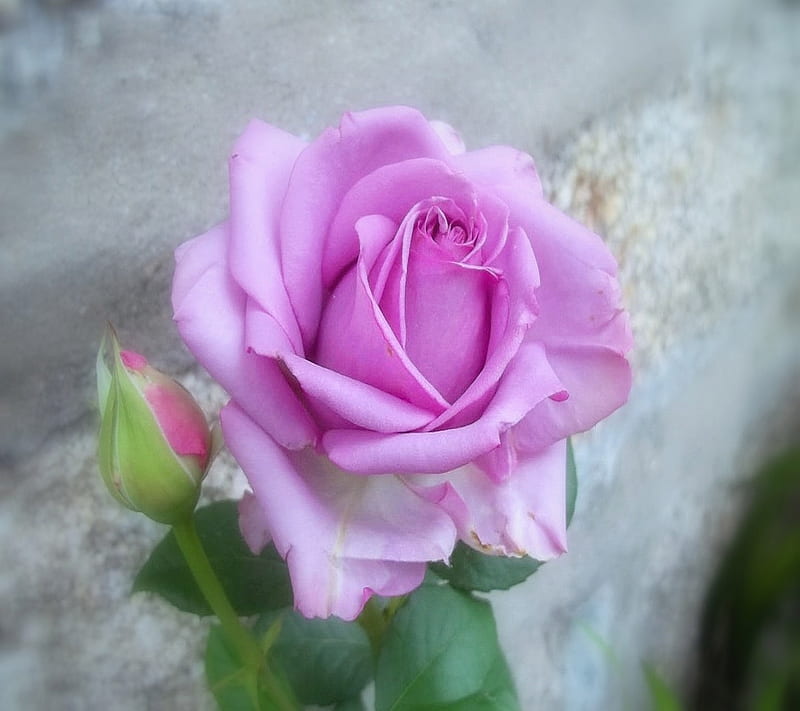 Beautiful Rose, bonito, rose, HD wallpaper | Peakpx