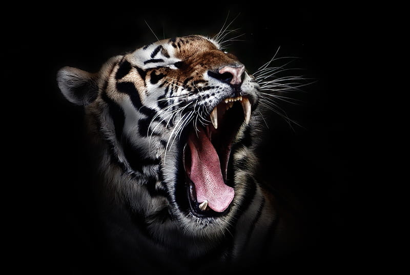 Tiger Open Mouth, tiger, animals, HD wallpaper
