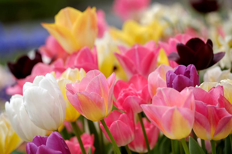 Nature, Flowers, Flower, , Tulip, Yellow Flower, White Flower, Pink ...