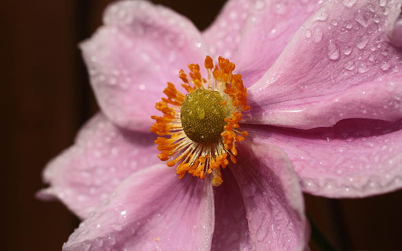 pink flower with water droplets-Natural plant macro, HD wallpaper
