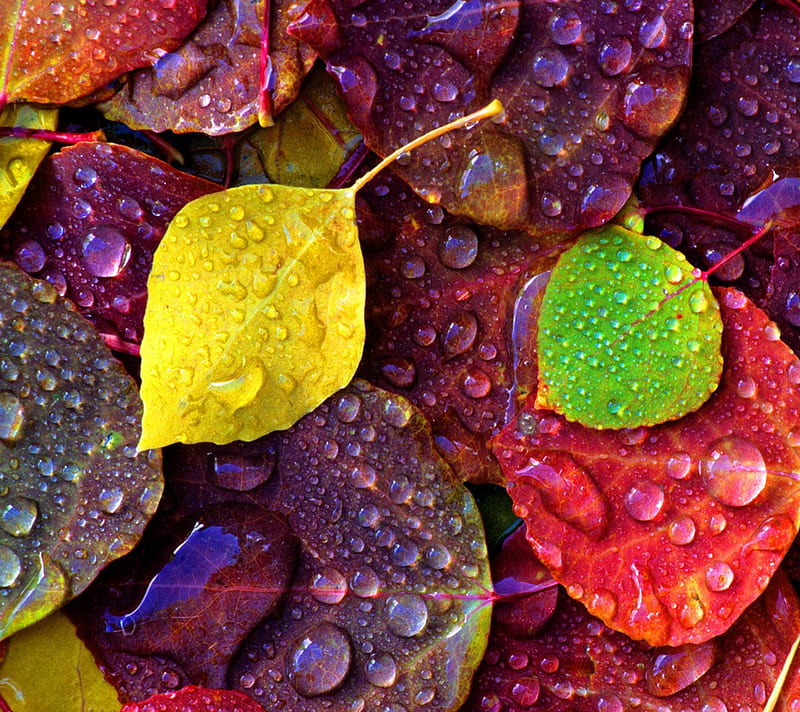 Autumn Leaves, colorful, nature, HD wallpaper