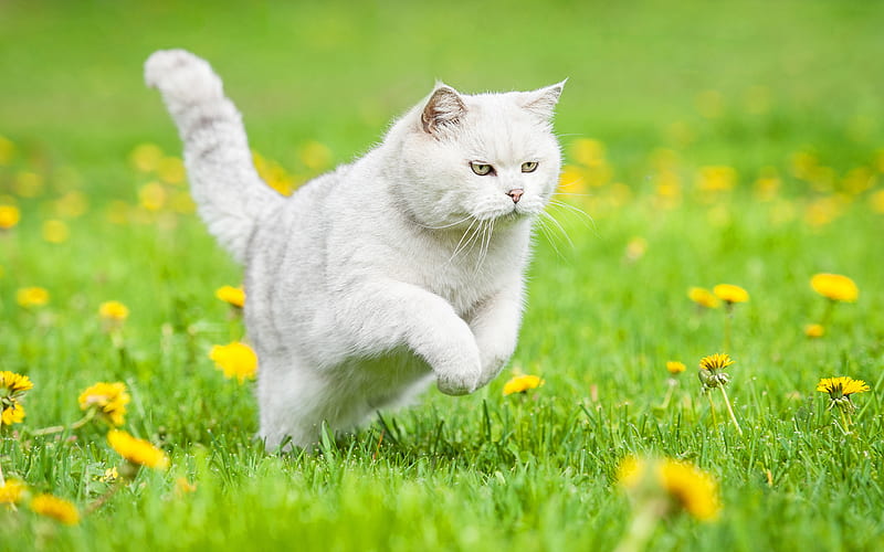 British Shorthair, domestic cat, running cat, pets, cats, lawn, gray cat, cute animals, summer, British Shorthair Cat, HD wallpaper