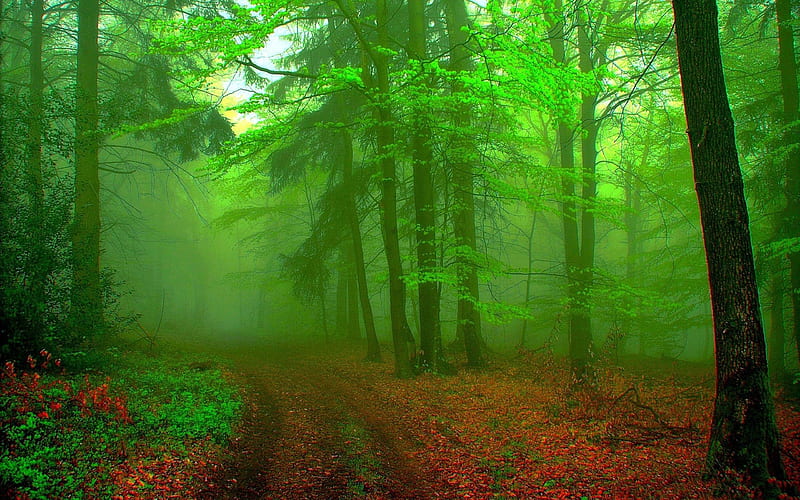 spring forest-Nature, HD wallpaper