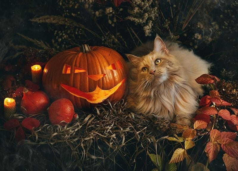 Happy Halloween!, cat, pumpkin, halloween, mariababintseva, orange, pisici, HD wallpaper